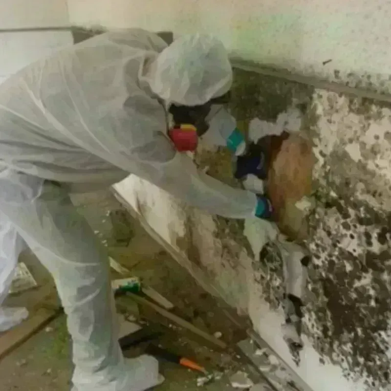 Mold Remediation and Removal in Sherman, IL